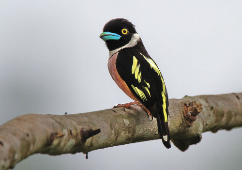 mokacahuete:Eurylaime à capuchon.黃黑闊嘴鳥Black and Yellow...