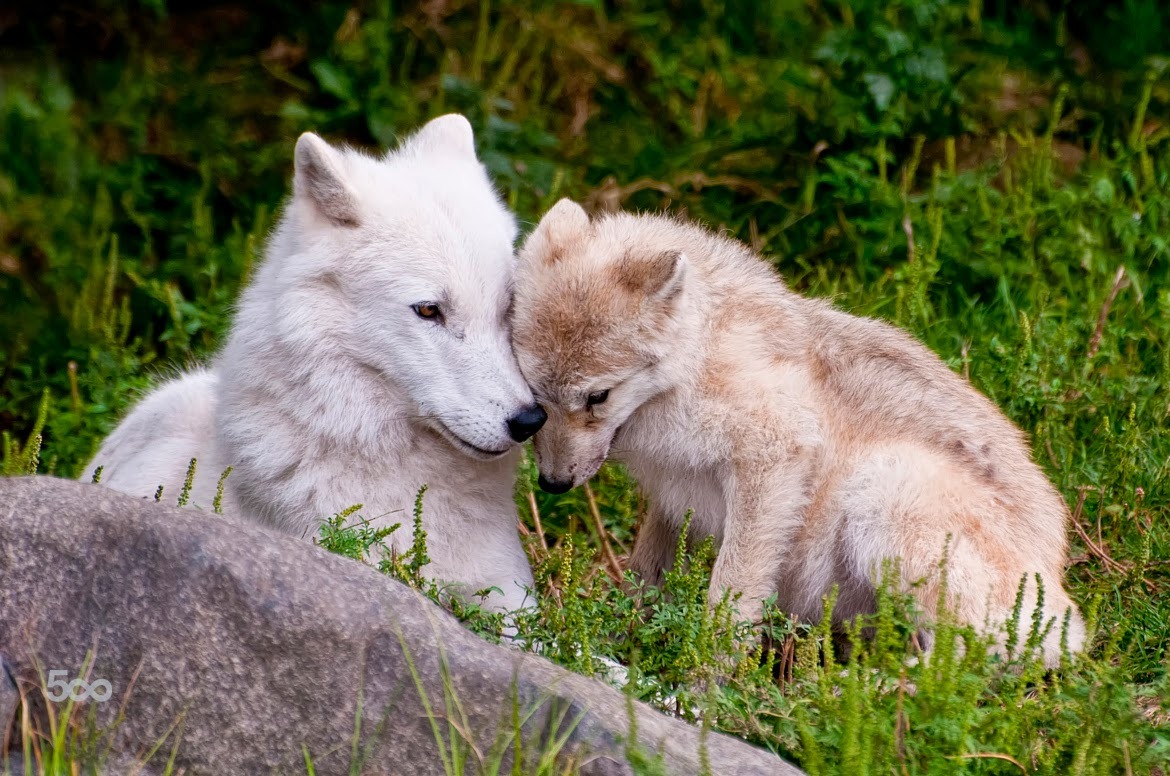 arctic wolf networks