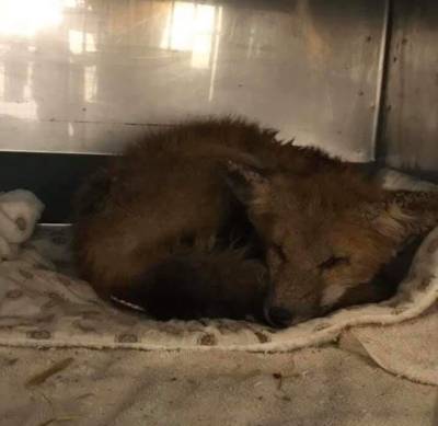 Sleeping juvenile red fox