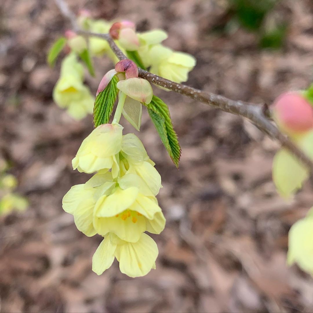 Carextours Wdcgardener Winter Hazel Blooming At The Takoma