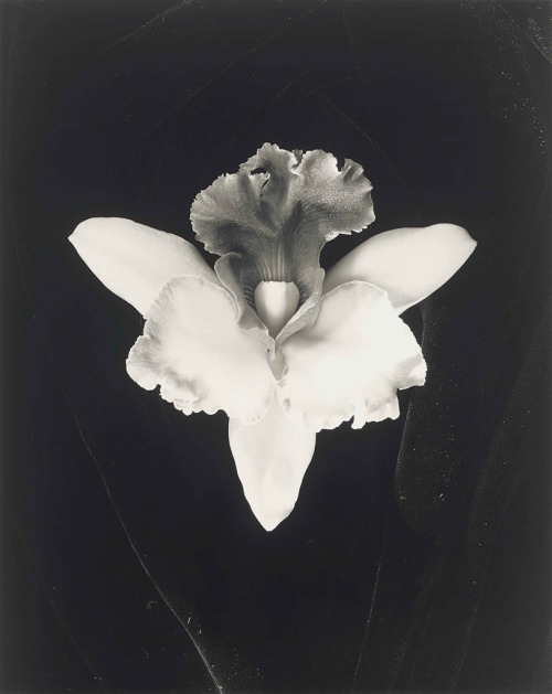 fragrantblossoms: Robert Mapplethorpe, Orchid, 1985.