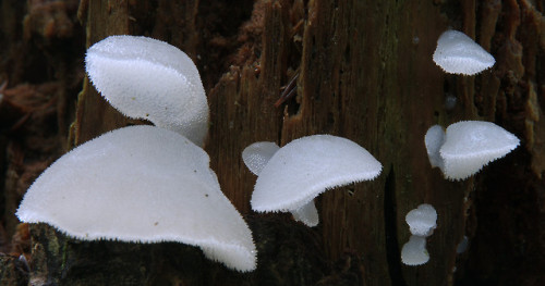 Jelly tongue fungus - Pseudohydnum gelatinosum.