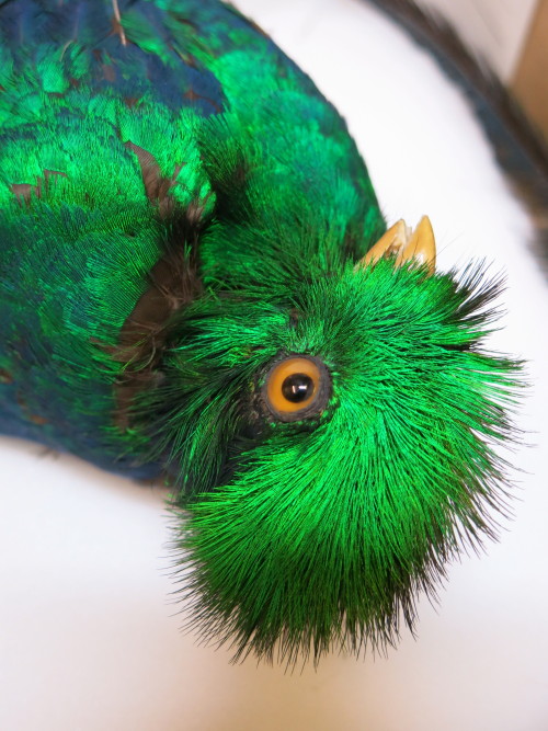 in-the-horniman:This stunning bird is a Resplendent Quetzal...