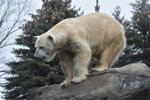 Polar bears need ice to obtain their food. They eat, almost...