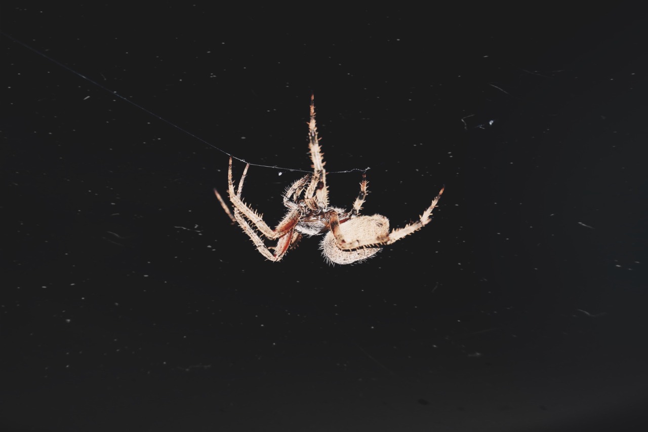 garden spider on Tumblr