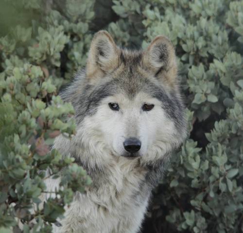 wolveswolves:Mexican gray wolf (Canis lupus baileyi) with...