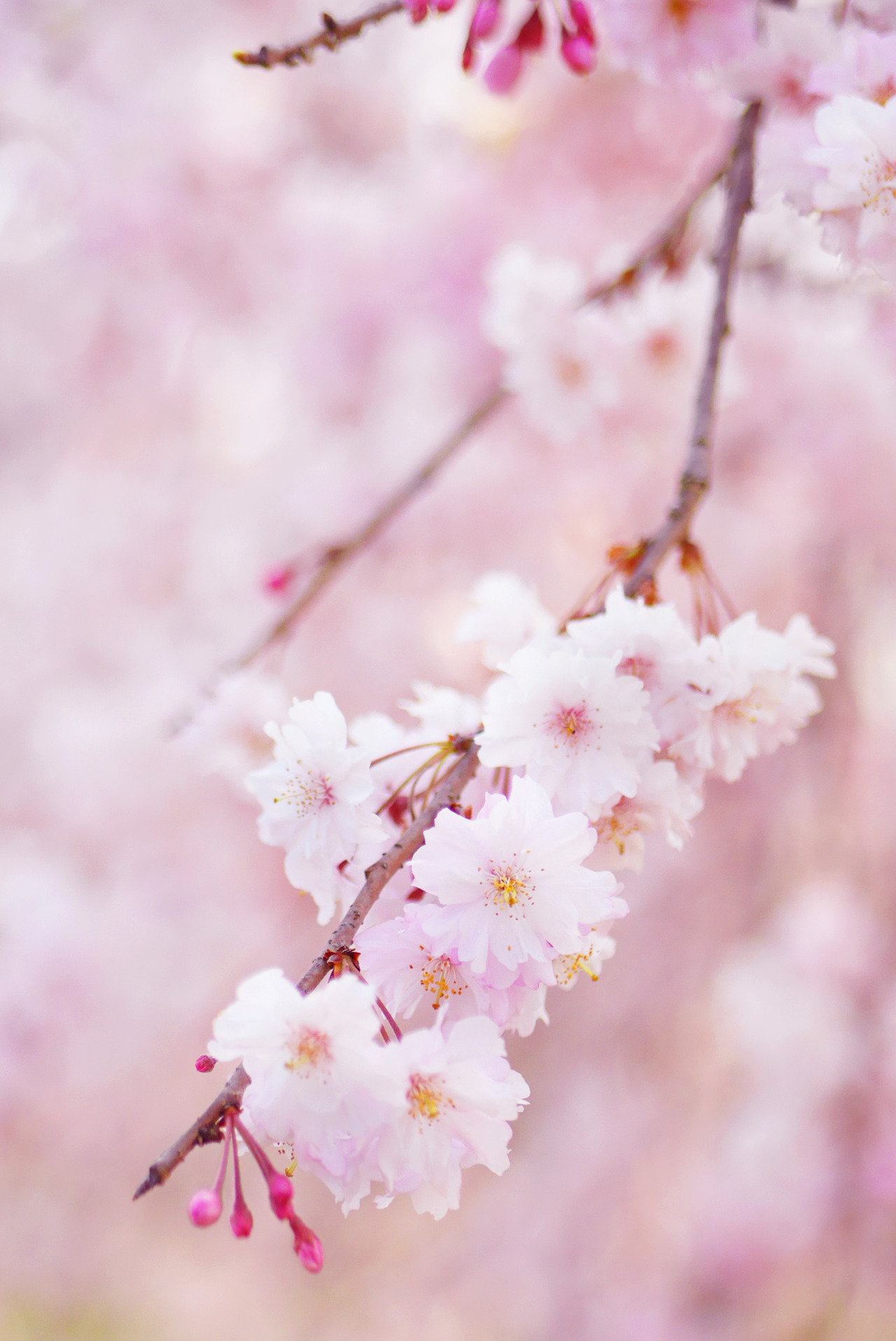 Love Song — My town‘s cherry blossoms are falling. Flowers...