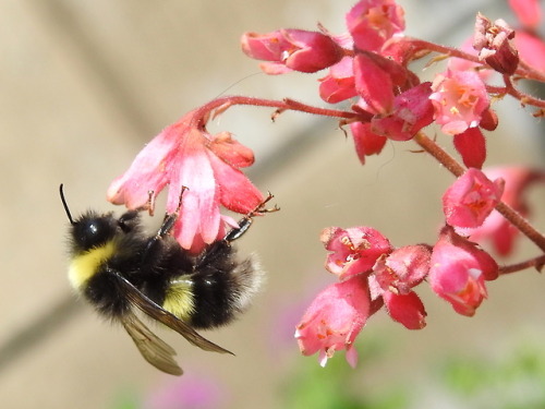 nanonaturalist:Up, up, and away!Photos from July 25 at Silver...