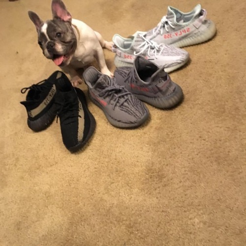 dog yeezys