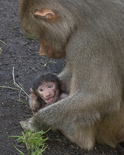 sdzoo:Mother-daughter Bonding Female Hamadryas baboons give...