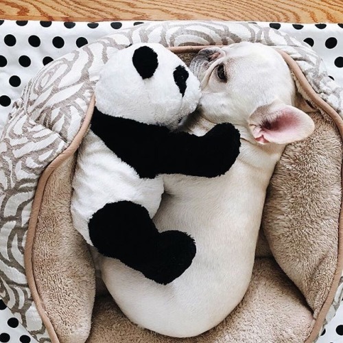 Keep a cute little French bulldog.