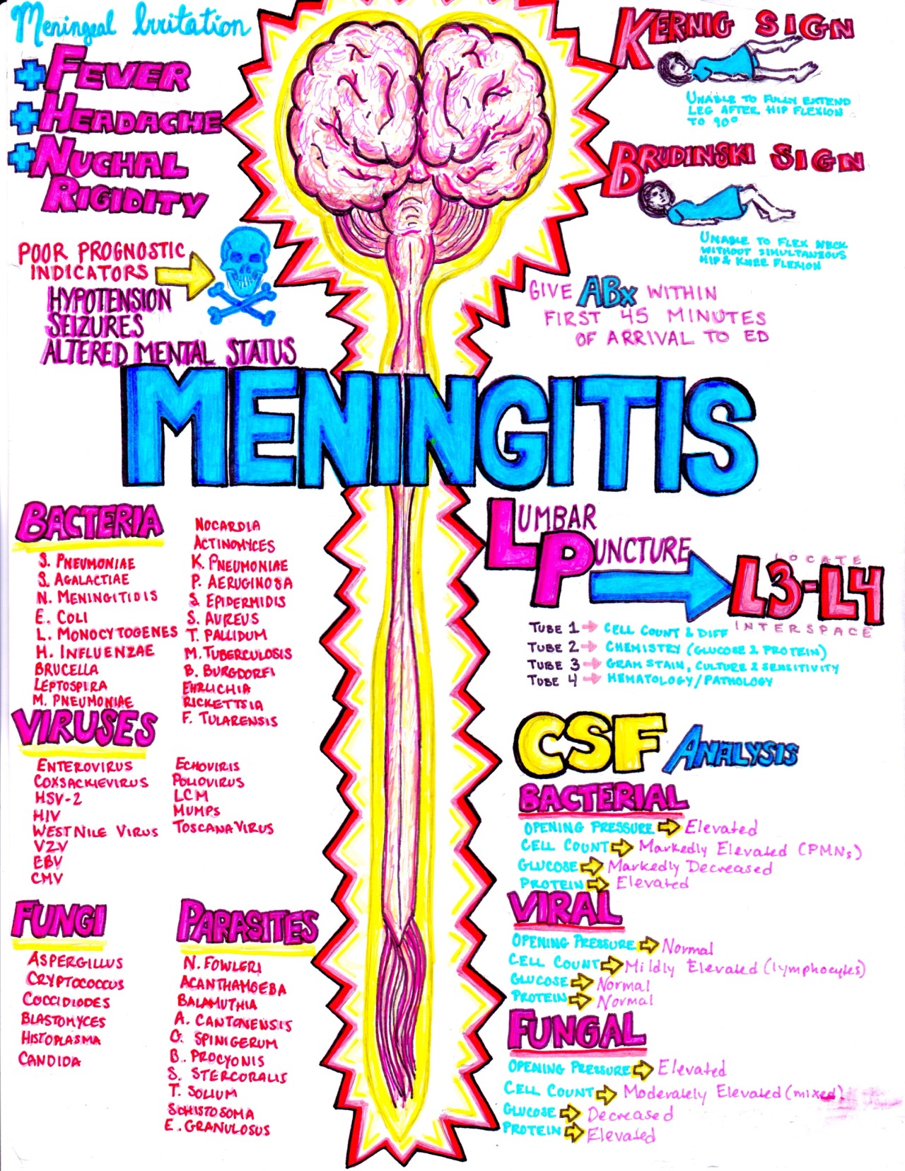 hanson's anatomy — Meningitis!