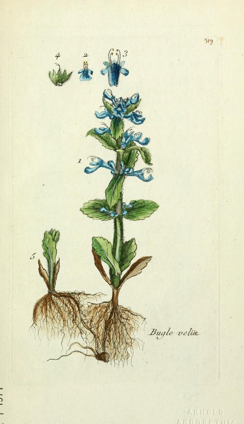 Heaveninawildflower - Bugle. Plate from ‘Flora Parisiensis' by M....