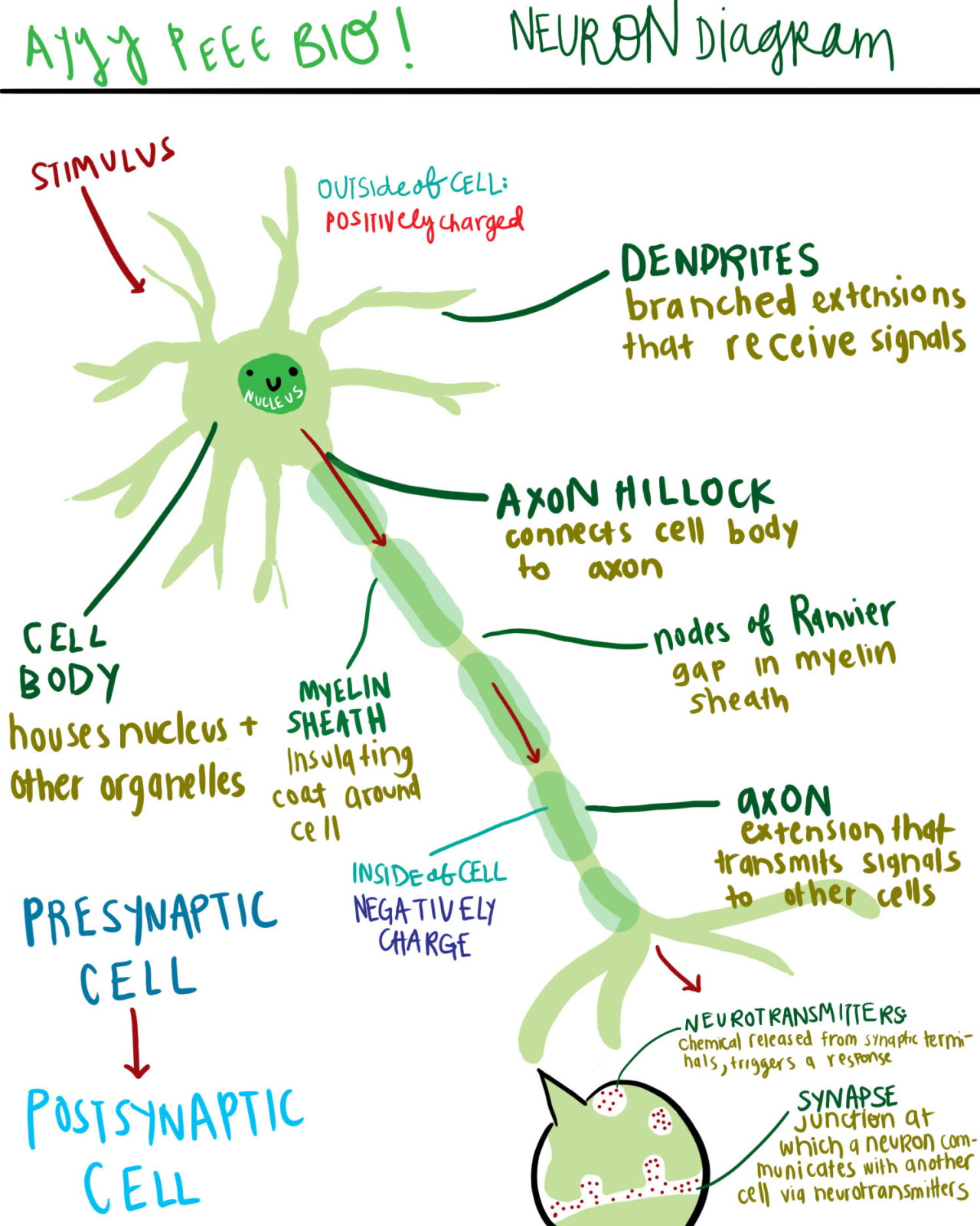 A diagram of a neuron and its functions. a study in chartreuse