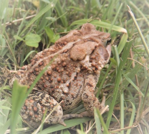 Toad-seeLovely Eastern American Toad in the garden on Forsythia...