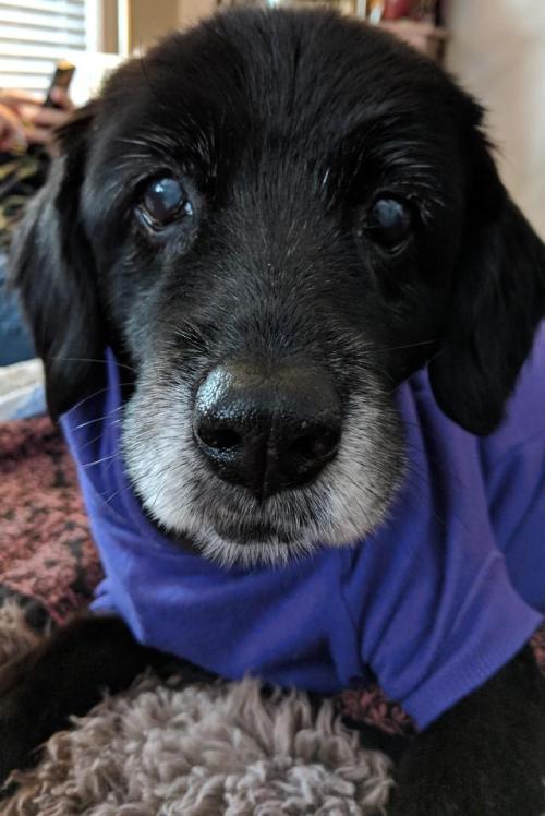 awwcutepets:Say hi to our 18yr old Andy Pandy Puddin Pie. She...