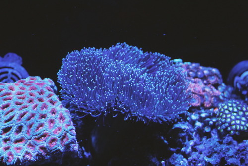 coral reef on Tumblr