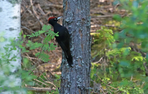 Image result for Black woodpecker