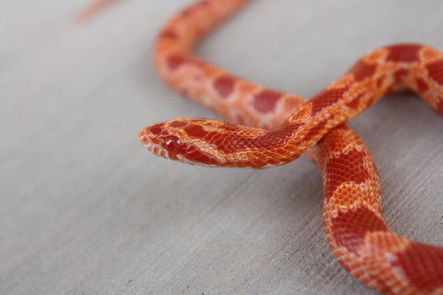 Fuck Yeah Corn Snakes How Do You Tell What Morph A Corn Snake Is