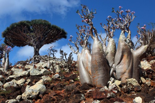 sevenpencee:Socotra Island is often called “the most alien...