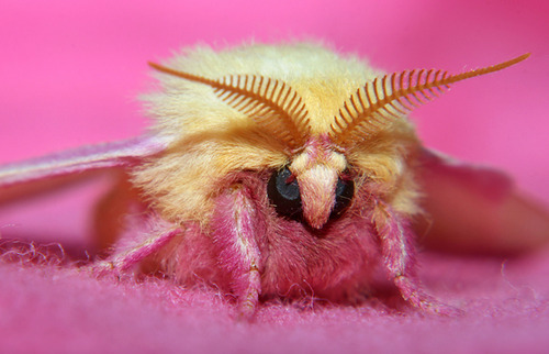rosy maple moth wiki