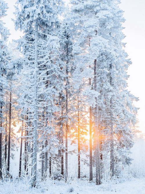 andantegrazioso:Christmas morning | near the...