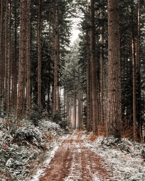 naturesnice