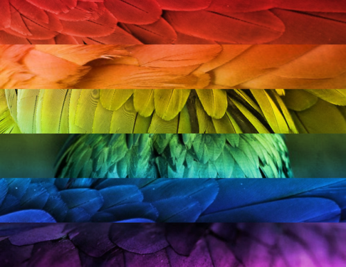gay rainbow rainbow flag flag request