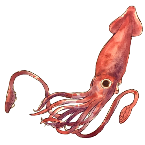 palossssssand:Some transparent deep sea images!(part 1)