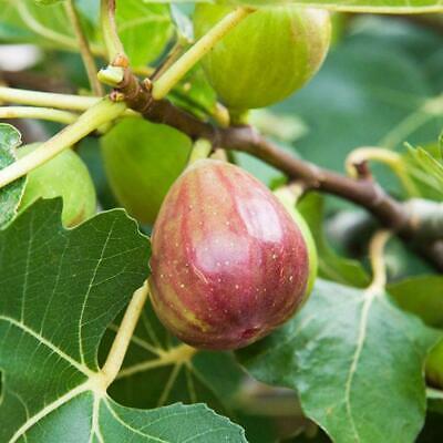 100 Pcs Ruby Figs Seed Seeds Fruit Vegetables Flower Planting Home