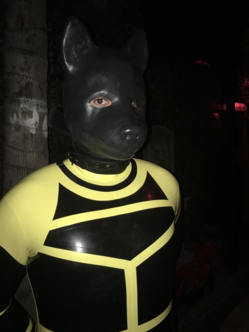 alienmaster:rubbrphoenixx:Rubber PupLike to meet you rubber...