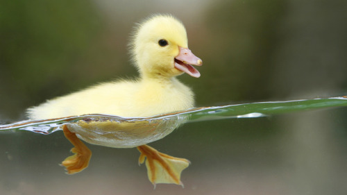 tommythepet:Little duck