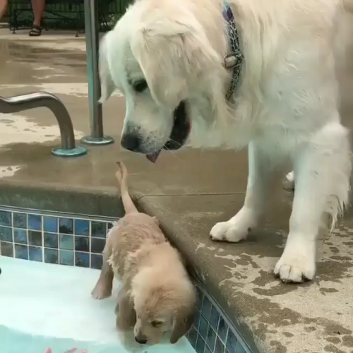 Protective momma watches puppas first swim (Source:...