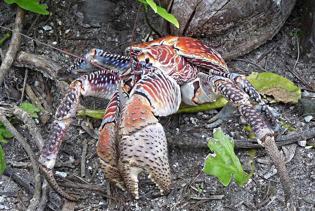 Strange Biology - The Coconut Crab has the World’s Strongest Grip...
