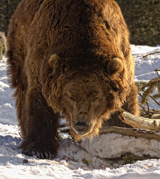 A grizzly bear at the Wolf and Bear Discovery... - THE ANIMAL EFFECT