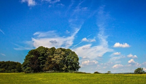 Trees'n'Skies