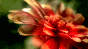 tumblr_obfx82QaTa1u19ezpo1_400.gif