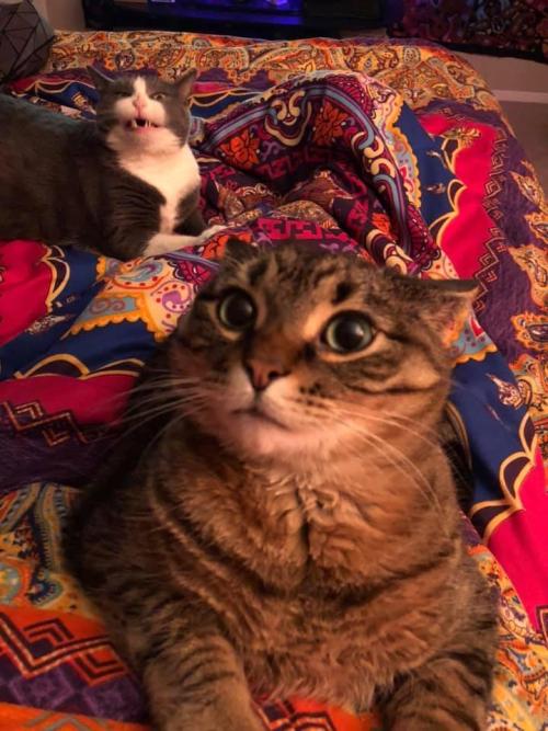 cuteanimalsawwww
