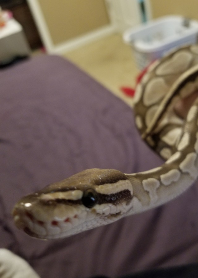 python pika