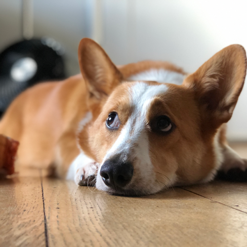 corgi friday | Tumblr