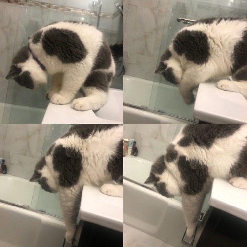 fitzroythecat