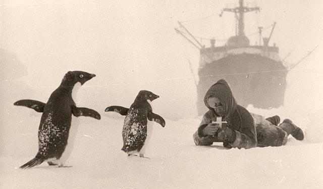 Taking pictures of penguins during the First Soviet Antarctic Expedition (1955)