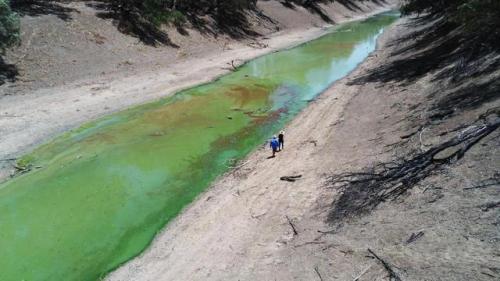 Der Darling River, Australiens längster Fluss, gleicht derzeit...