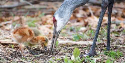 Sandhill Crane Family With Adopted Gosling Jocelyn >> Sandhill Crane Tumblr Sandhill Crane Family With Adopted Gosling Jocelyn >> Sandhill Crane Tumblr