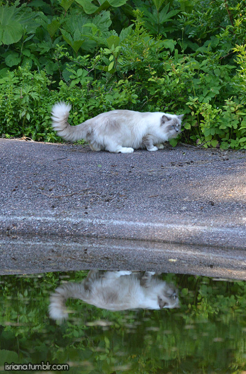 jossisgod:booksandcatslover:isriana:More pics of my ragdoll...