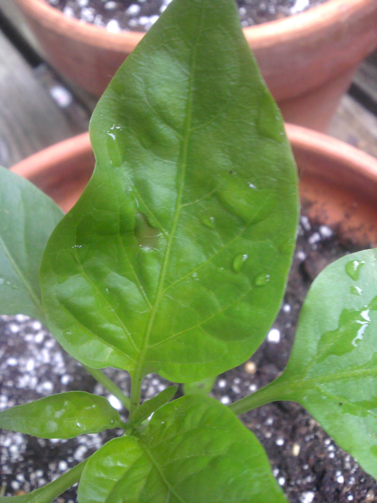 a pepper leaf with a funny splotch