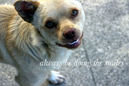 buzzfeed:13 Motivational Dog Posters That Will Really Make You...