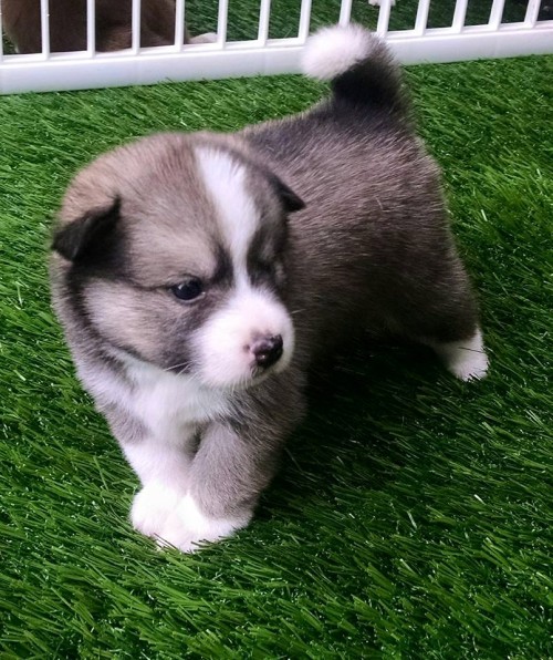 ohyeahadorablepuppies: Blue Pomeranian Husky Puppy by nikitech0103 Today’s cute puppy