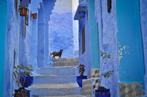 salahmah:Chefchaouen, a small town in northern Morocco, has a...