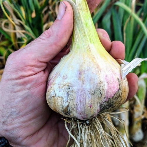 One of the Garlic bulbs that was harvested from the Vegepod...